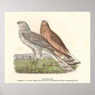 De Noordelijke Harrier (ringstaarthaai) NY Bird Poster