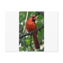 De noordelijke kardinaal