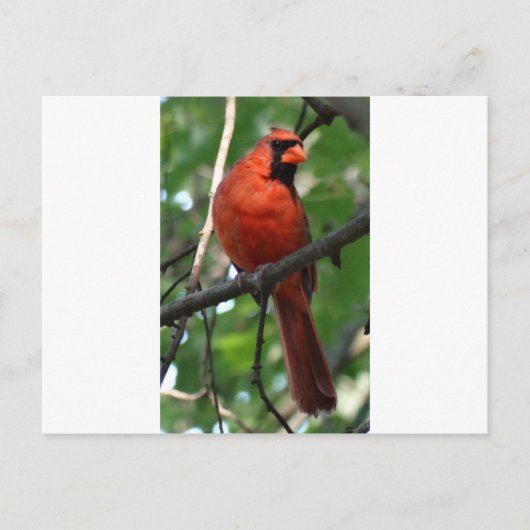 De noordelijke kardinaal briefkaart (Voorkant)