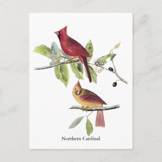 De Noordelijke Kardinaal van Audubon Briefkaart (Voorkant)