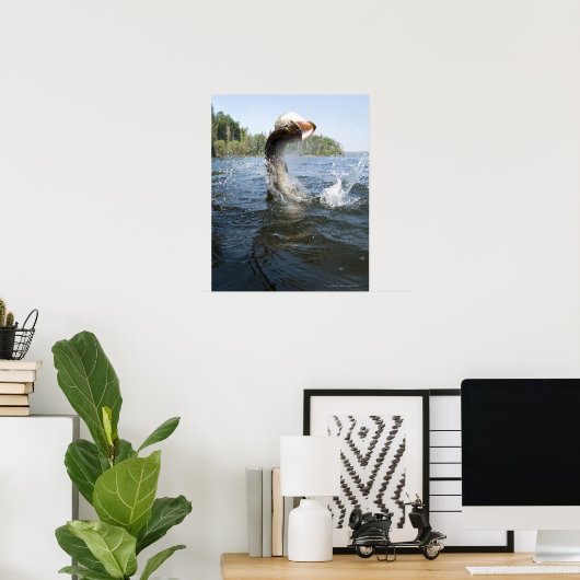 De noordelijke Pike springt uit het water in een m Poster (Thuiskantoor)