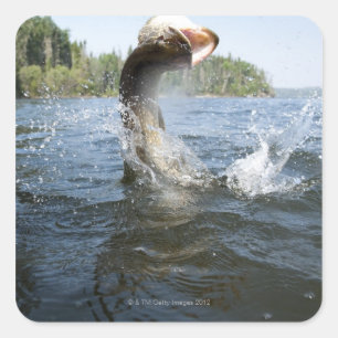 De noordelijke Pike springt uit het water in een m Vierkante Sticker