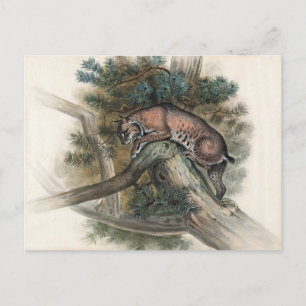 De Noorse Lynx van Joseph Wolf Briefkaart