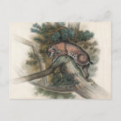 De Noorse Lynx van Joseph Wolf Briefkaart (Voorkant)