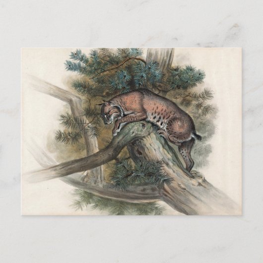 De Noorse Lynx van Joseph Wolf Briefkaart (Voorkant)