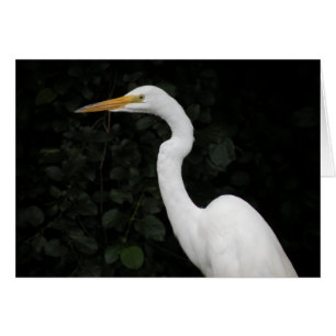 De notakaart van de aigrette