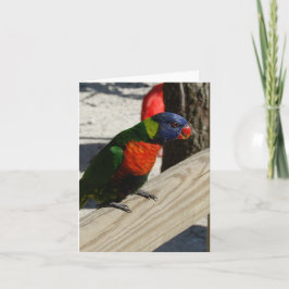De notakaarten van Lorikeet Kaart