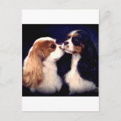 De Nova Tippy van Fleet Street Briefkaart (Voorkant)