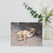 De Nowzad Dogs briefkaart RPG (Staand voorkant)