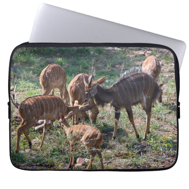 De Nyala-antilope in Afrika Laptop Sleeve (Voorkant)