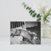 De ochtend na de  schimmelaar Drink Dog Briefkaart (Staand voorkant)