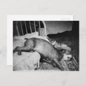 De ochtend na de  schimmelaar Drink Dog Briefkaart (Voorkant / Achterkant)