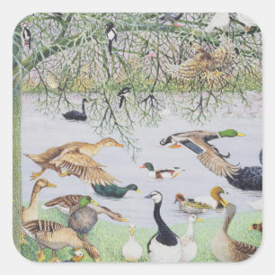 De Odd Duck Vierkante Sticker