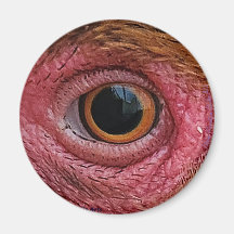 "De ogen hebben het" Chicken Eye #1 Magnet