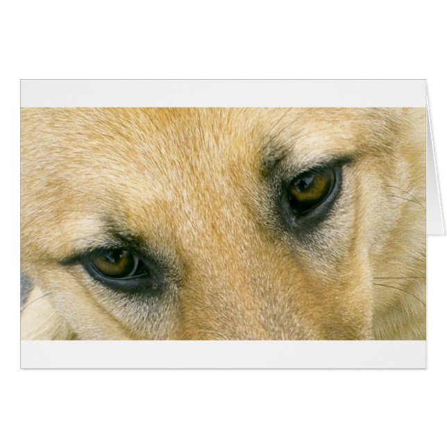 de ogen van de duitse herder, zwart en roomzwart (Voorkant Horizontaal)