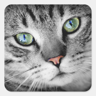 De ogen van de kat vierkante sticker