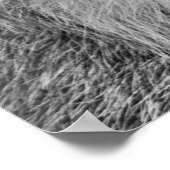 De ogen van de Wilde Lynx Poster (Hoek)