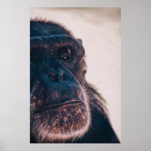 DE OLDEST CHIMPANZEE POSTER