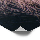 DE OLDEST CHIMPANZEE POSTER (Hoek)