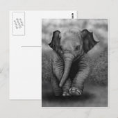 De Olifant van het baby Briefkaart (Voorkant / Achterkant)