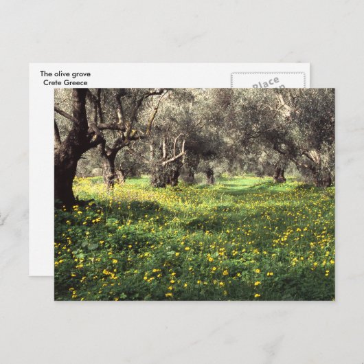 De olijfgaard briefkaart (Voorkant / Achterkant)