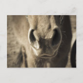 De ongelooflijke eetlust van Ed Briefkaart (Voorkant)