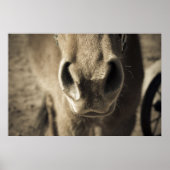 De ongelooflijke eetlust van Ed Poster (Voorkant)