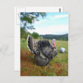 De ongelooflijke kalkoenen briefkaart (Voorkant / Achterkant)