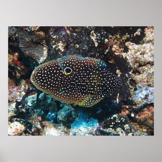 De ongrijpbare komeet poster (Voorkant)