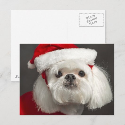 De onhandige hond van de Kerstman Feestdagenkaart (Voorkant / Achterkant)