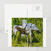 De Ooievaar van Shoebill Briefkaart (Voorkant / Achterkant)