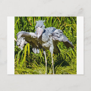 De Ooievaar van Shoebill Briefkaart