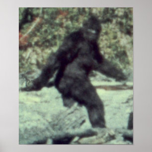 DE OORSPRONKELIJKE BIGFOOTISCHE FOTO VAN 1967 POSTER