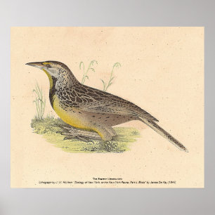 De oostelijke beemdhaai (Sturnella magna) NY Vogel Poster