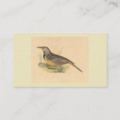 De oostelijke beemdhaai (Sturnella magna) NY Vogel Visitekaartje (Achterkant)