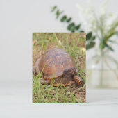 De oostelijke Schildpad van de Doos Briefkaart (Staand voorkant)