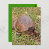 De oostelijke Schildpad van de Doos Briefkaart (Voorkant / Achterkant)