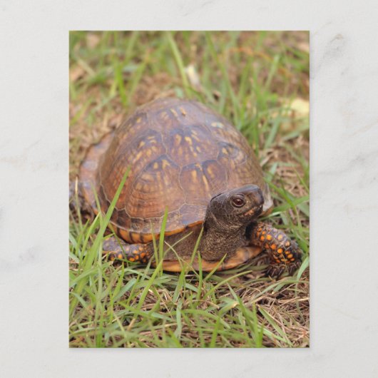 De oostelijke Schildpad van de Doos Briefkaart (Voorkant)