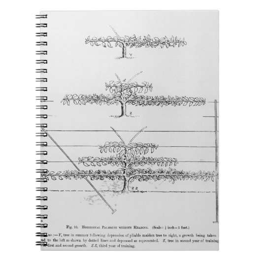 De opleiding van jonge fruitbomen van de fruittele notitieboek (Voorkant)