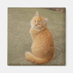 De oranje Foto van het Katje Magneet