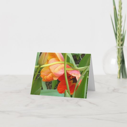 De oranje Kaarten van de Nota van het (Voorkant)
