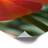 De Oranje Tulpen Poster (Hoek)