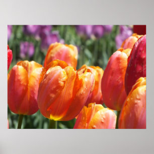 De Oranje Tulpen Poster