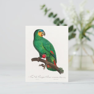 De Oranjevleugelamazone Briefkaart