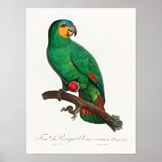 De Oranjevleugelamazone Poster (Voorkant)