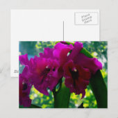 De Orchid Briefkaart (Voorkant / Achterkant)