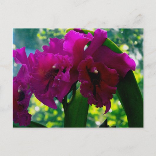De Orchid Briefkaart (Voorkant)