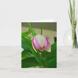 De orchidee bloem opent op een blanco briefkaart