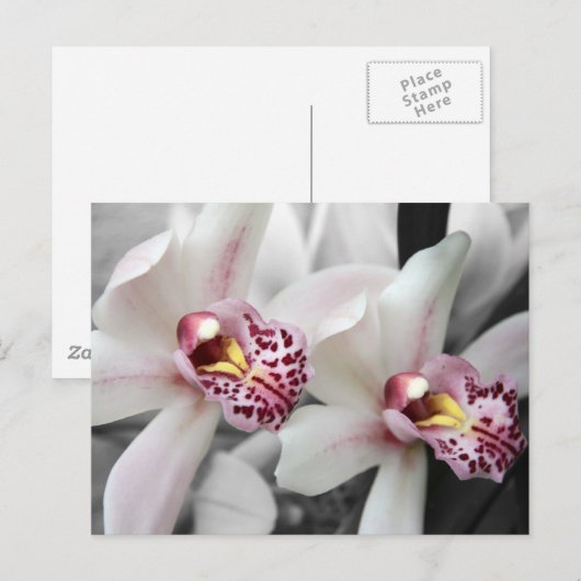 De Orchidee van de brand Briefkaart (Voorkant / Achterkant)