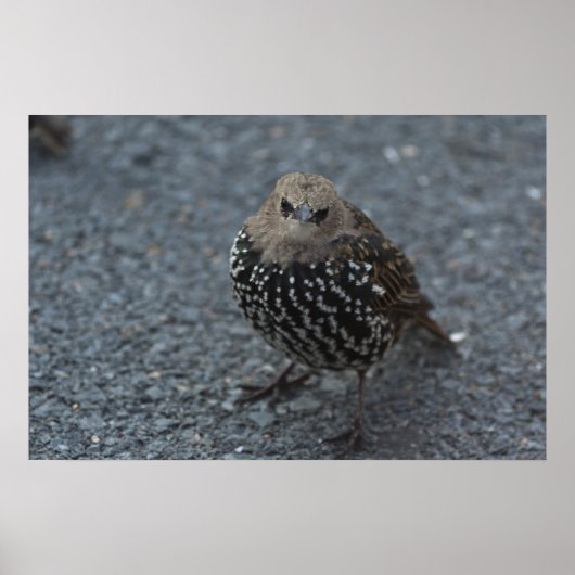 De originele Angry Bird? Poster (Voorkant)